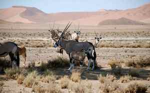 namibia_impalas