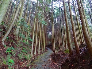 kumano_kodo_path_600