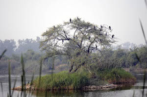 yamuna