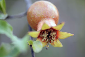 yamuna_pomegranate_edible_garden