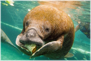 manatee