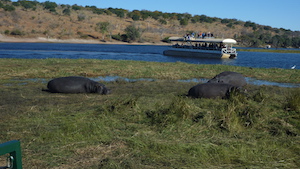 hippos_chobe