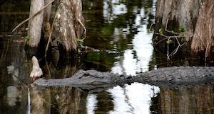 rastikis_gator_in_swamp