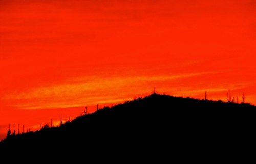 Saguaro Sunset