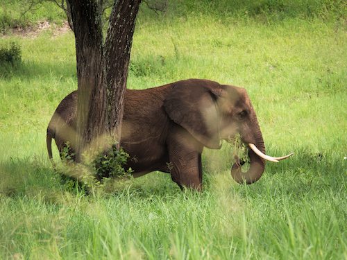 GEP Tanzania Expedition- Elephant