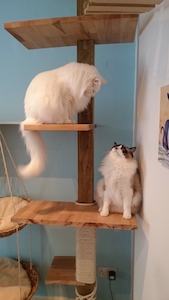 maison_de_moggy_cat_tree