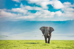 Tanzania Elephant after processing - editing photos in Lightroom