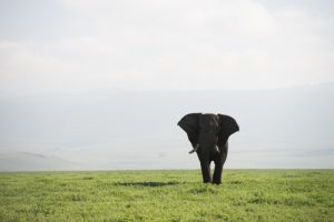 Tanzania Elephant before processing - editing photos in Lightroom