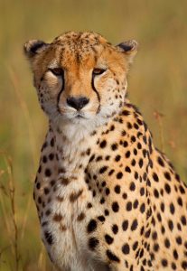 Take photos of animals in the Namib Desert during our African Photo Safari Tours