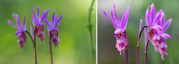 Sarah Ehlen's advice for photographing flowers