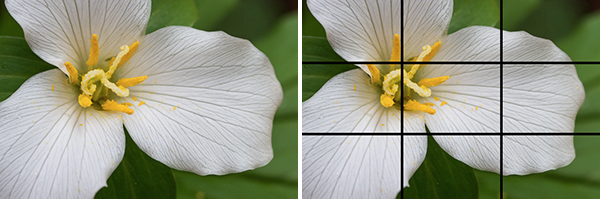 Sarah Ehlen's advice on photographing flowers