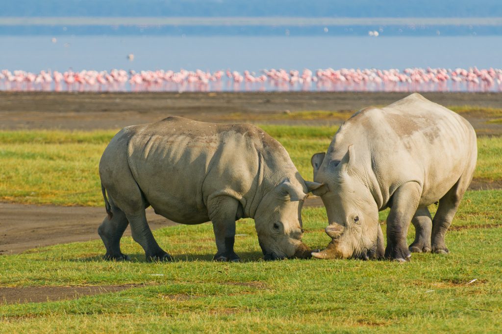 Rhinos and pink Flamingos in Lake Nakuru National Park