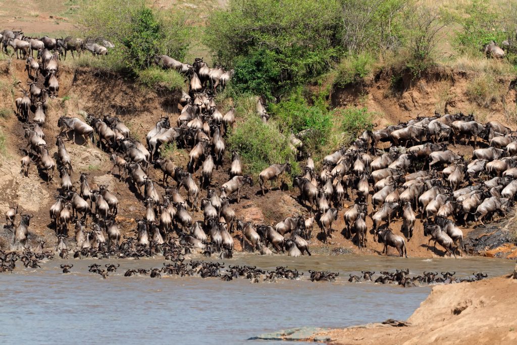 Wildebeest in Maasai Mara National Reserve in Kenya