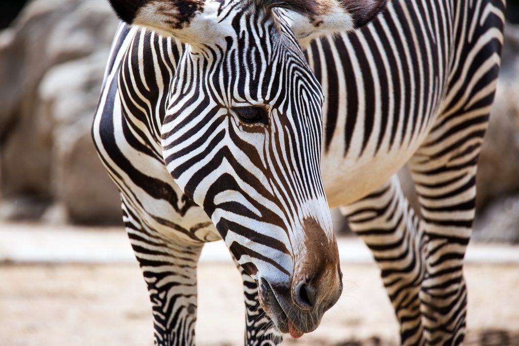 Take pictures of grey zebras in Laikipia Plateau in Kenya