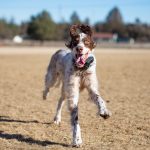 Shooting pets or kids is a good opportunity to practice capturing motion...