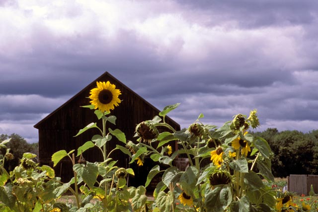 local photos