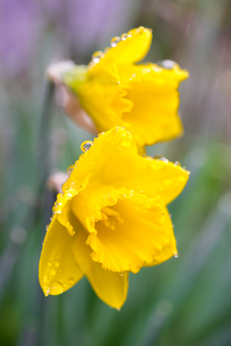 daffodil