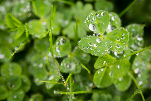 clover