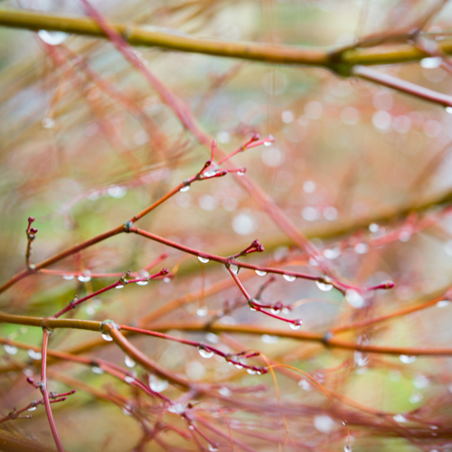sticks