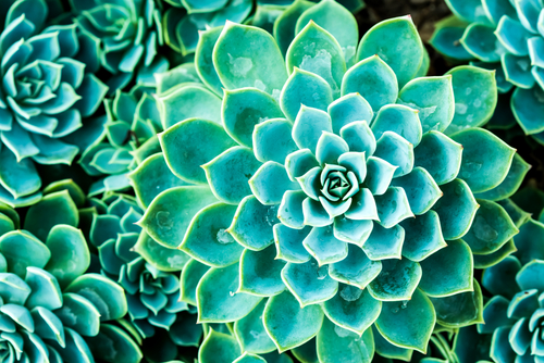 shutterstock_177362138
