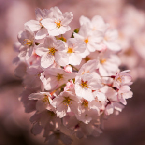 cherryblossom-process-30822913