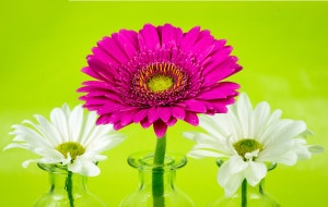Gerber and Regular Daisies