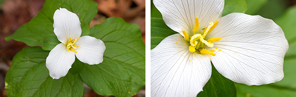 SarahEhlenTrilliums