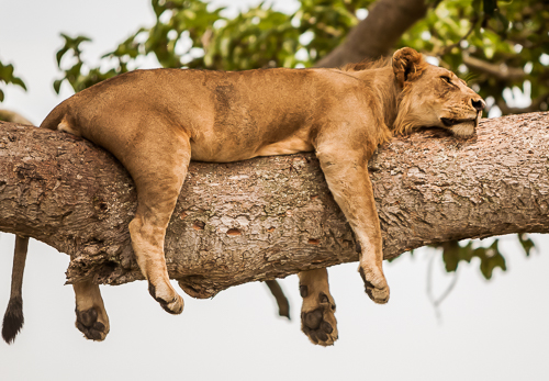 1502 Contest-Diponkar Banerjee - lion