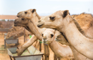 camels-6700
