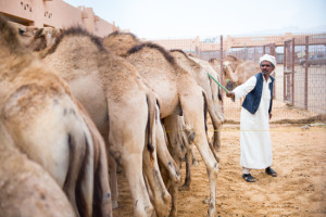 camels-6706