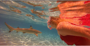 Fav_Activity_sharks